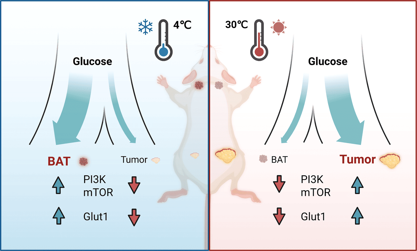 Cách để bỏ đói tế bào ung thư bằng mỡ
